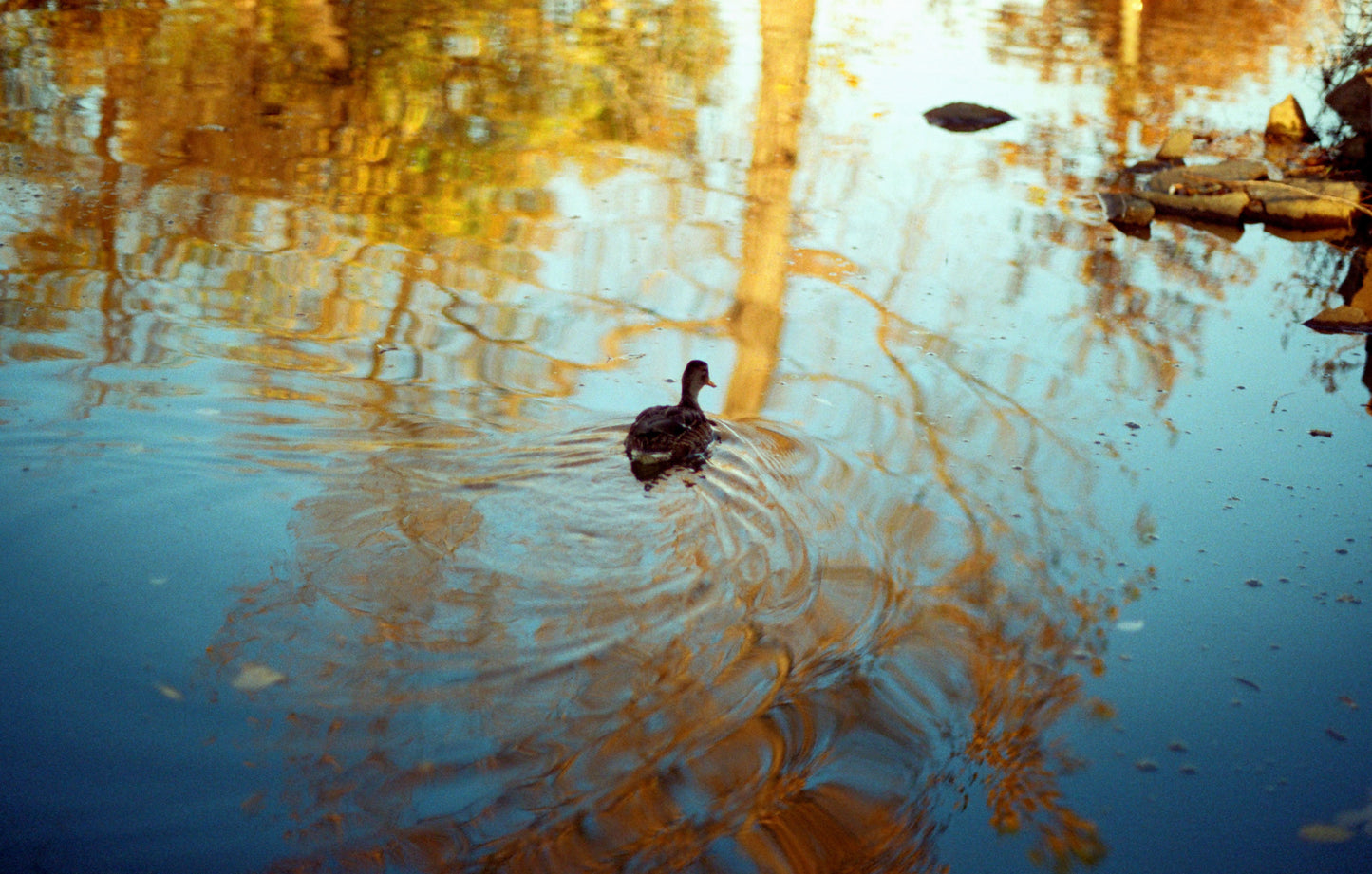 Swimming In Autumn (on Film)