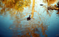 Swimming In Autumn (on Film)