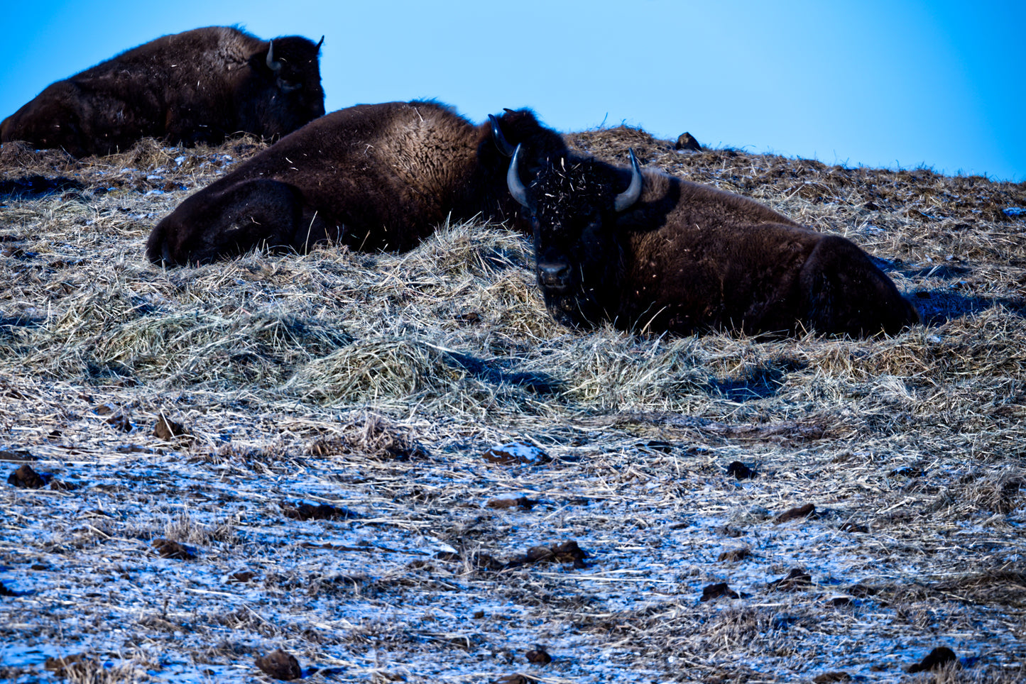 Buffalo Naptime